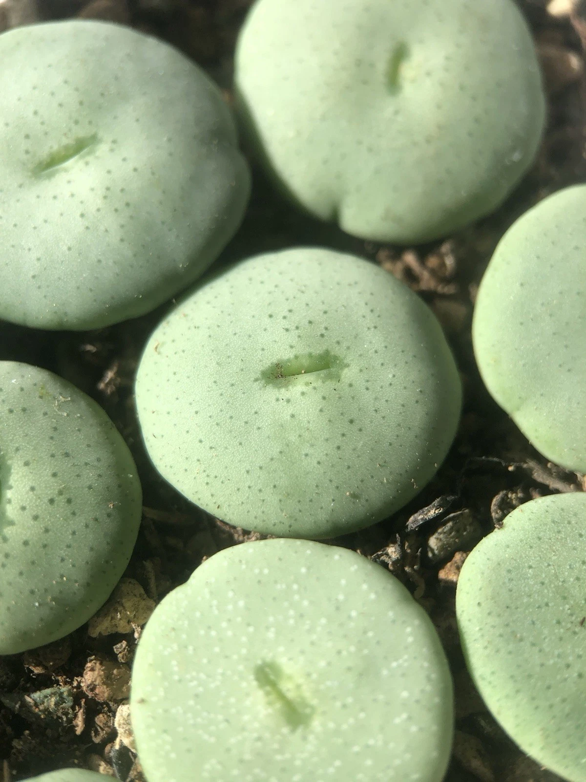 Conophytum wettsteinii, Randomly Pick, Live plants, Cute Plants (1.6-1.8cm) - $22.13