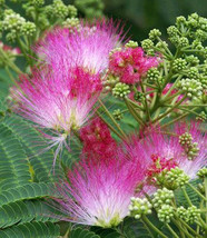 Jstore USA Albizia julibrissin Mimosa Tree 5 Fresh Seeds - £11.26 GBP