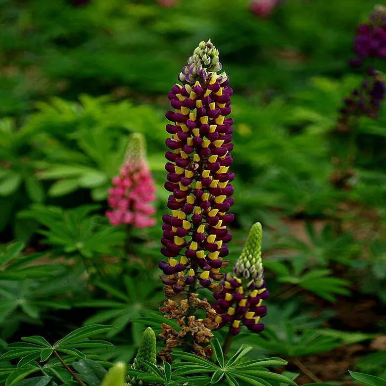 20 EXOTIC Dual Color Pink Purple LUPINE SEEDS for garden flower beds pla... - $14.00