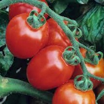 Tomato Seed, Tomato, Italian Roma, Heirloom, Organic 500 Seeds, Non Gmo - £11.09 GBP
