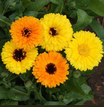 Calendula Fiesta Gitana Dwarf Mix Pot Marigold Heirloom Flowers Edible 2... - $168.75 MXN