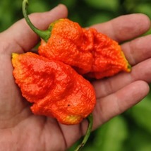 Hot Pepper Apocalypse Scorpion, 25 Seeds R - £17.57 GBP