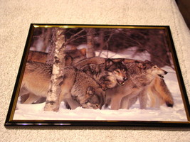 WOLVES ( WOLF ) 8X10 FRAMED PICTURE #3 - £11.03 GBP