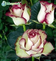 100PCS New Fire And Ice Rose Seeds Fresh Seeds - £3.57 GBP