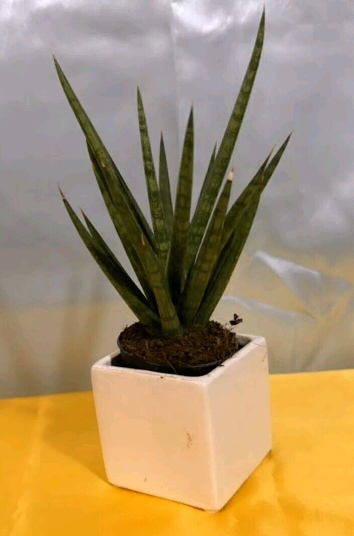Sansevieria Francisii Live Plant 7 To 10 Inch Tall In 4 Inch Pot Cactus ... - $18.90