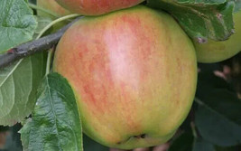 25 King David Apple Seeds For Garden Planting    From US - $10.48