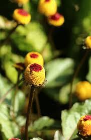 Spilanthes Oleracea 250 Seeds Medicinal Herb Aka Toothache Plant &amp; Buzz ... - $5.98