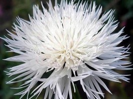 Grow In US Bachelor Button Tall White Seeds 50 Seeds Beautiful Bright Blooms  - £7.23 GBP