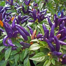 USA Seller Purple Prince Hot Pepper Seeds Fast Shipping - £9.85 GBP