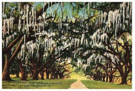 De La Ronde Oaks, Versailles Plantation, New Orleans, LA. Planted 1783 Postcard - £12.43 GBP