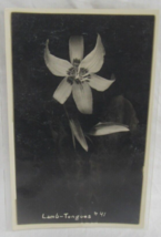 AZO 1922 - 1926 Real Photo Postcard Lamb Tongues #41 Lily Flower Bloom RPPC - £2.32 GBP