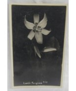 AZO 1922 - 1926 Real Photo Postcard Lamb Tongues #41 Lily Flower Bloom RPPC - $55.93 MXN