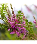 50 True Indigo Dye Indigo Indigofera Tinctoria Pink Purple Sub Shrub Flo... - $14.19 CAD
