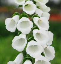 Foxglove White Thimble Flowers House Plant 200 Seeds - £7.28 GBP