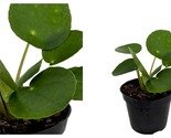 Chinese Money Plant - Pilea peperomiodes - 2.5&quot; Pot - £25.11 GBP