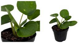 Chinese Money Plant - Pilea peperomiodes - 2.5&quot; Pot - £25.05 GBP