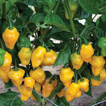 25 Seeds Trinidad Perfume Pepper Vegetables Planting Garden - £5.80 GBP