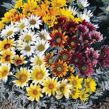 Gazania Seeds Talent Mix 25 Thru 500 Seeds Flower Seeds Fresh Seeds USA - $17.72