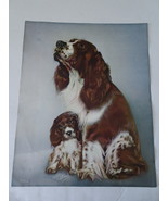 Dog - Spaniel Art Print - &quot;Soulful and Wistful&quot; - Unframed 16&quot; x 20&quot; - £7.86 GBP