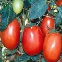 500 Tomato Seeds Rio Grande Tomatoes Vegetable Fresh Seeds USA - $18.79