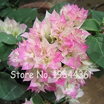 Bougainvillea Spectabilis Willd Triangles Plum Bonsai Potted Flower Plant Mix-Co - $11.49