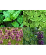 Mint Mix Get 4 Packs Peppermint Spearmint Lemon Mint Lemon Balm FRESH - £9.02 GBP