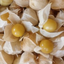 New Organic Drotts Ground Cherry New Fresh Seeds - $9.00