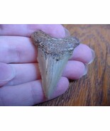 (sr230-n) 1-3/4&quot; Fossil ANGUSTIDENS SHARK TOOTH Gold or Silver wired nec... - $31.99