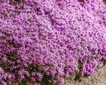 Creeping Thyme Groundcover Perennial Purple Fragrant Bees Non-Gmo 500 Seed - $6.58
