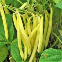 30 Pcs Kentucky Wonder Yellow Wax Bean Seeds #MNTS - £6.30 GBP