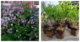 Starter Plant ( 7m ) ( 1 plant ) - ( 1 ) - Miss Kim Manchurian Lilac ( syringa ) - £29.70 GBP