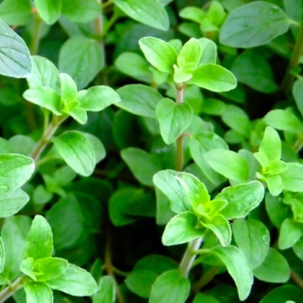 Best 300 of Greek Oregano Seeds (NON-GMO) Heirloom Fresh Garden - $3.80