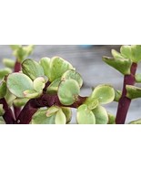Portulacaria afra, variegated Spekboom, Mini Jade, Elephant Bush Cutting... - $15.07 CAD+
