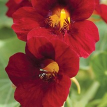 Nasturtium Black Velvet, 25 Seeds R - £12.92 GBP