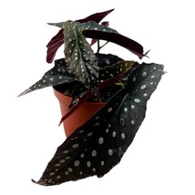 Harmony&#39;s Talon Angel Wing Cane Begonia 6 inch Narrow Leaves Silver Tips - £43.97 GBP