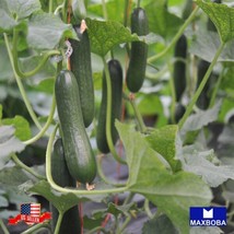 Cucumber Seeds Muncher Burpless Organic Heirloom Vegetable Non-Gmo Gardening Fre - $15.00