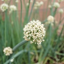 White Flower Scallion Seeds (30 pcs) - Rare Heirloom Variety, Ideal for Kitchen  - £2.37 GBP