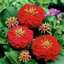 Zinnia &#39;Dreamland Red&#39; Fully-double Flower Seeds, 50 seeds, dwarf, dahlia-like f - £7.18 GBP