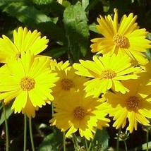 200 Seeds Of Coreopsis Lanceleaved Tickseed Perennial Butterfly Garden Nongmo - £7.79 GBP