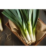 THJAR Leek Seeds - Organic, Heirloom, Open Pollinated, Non GMO - Grow In... - $43.48 MXN
