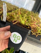 Cape Sundew - Drosera capensis - Live Carnivorous Plant - $24.72