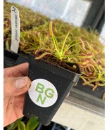 Cape Sundew - Drosera capensis - Live Carnivorous Plant - $24.72