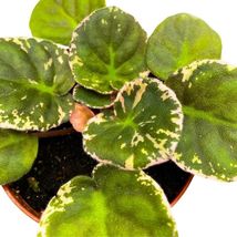 Item image 4