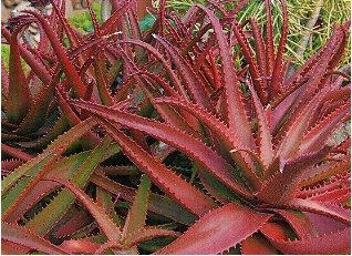 5 Seeds ALOE CAMERONII Red Aloe Vera Succulents Garden Plants Item image 2