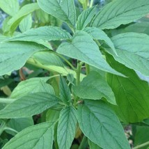 Green Callaloo Amaranth Seeds Amaranthus Viridis Packet Of 30 Seeds USA SELLER F - £13.62 GBP