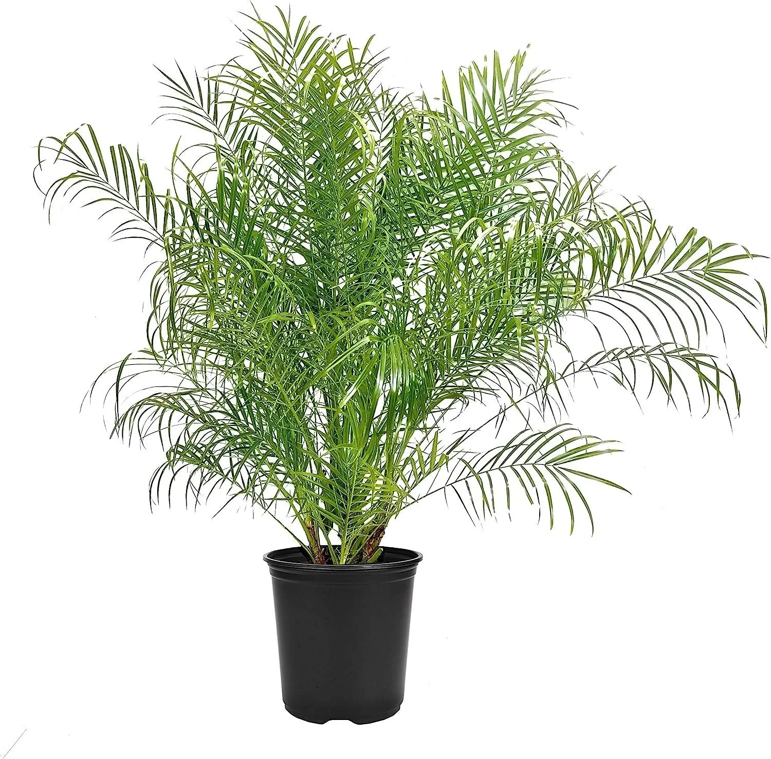 Phoenix Roebelenii Miniature Pygmy Date Palm Large Live Tree - £96.29 GBP