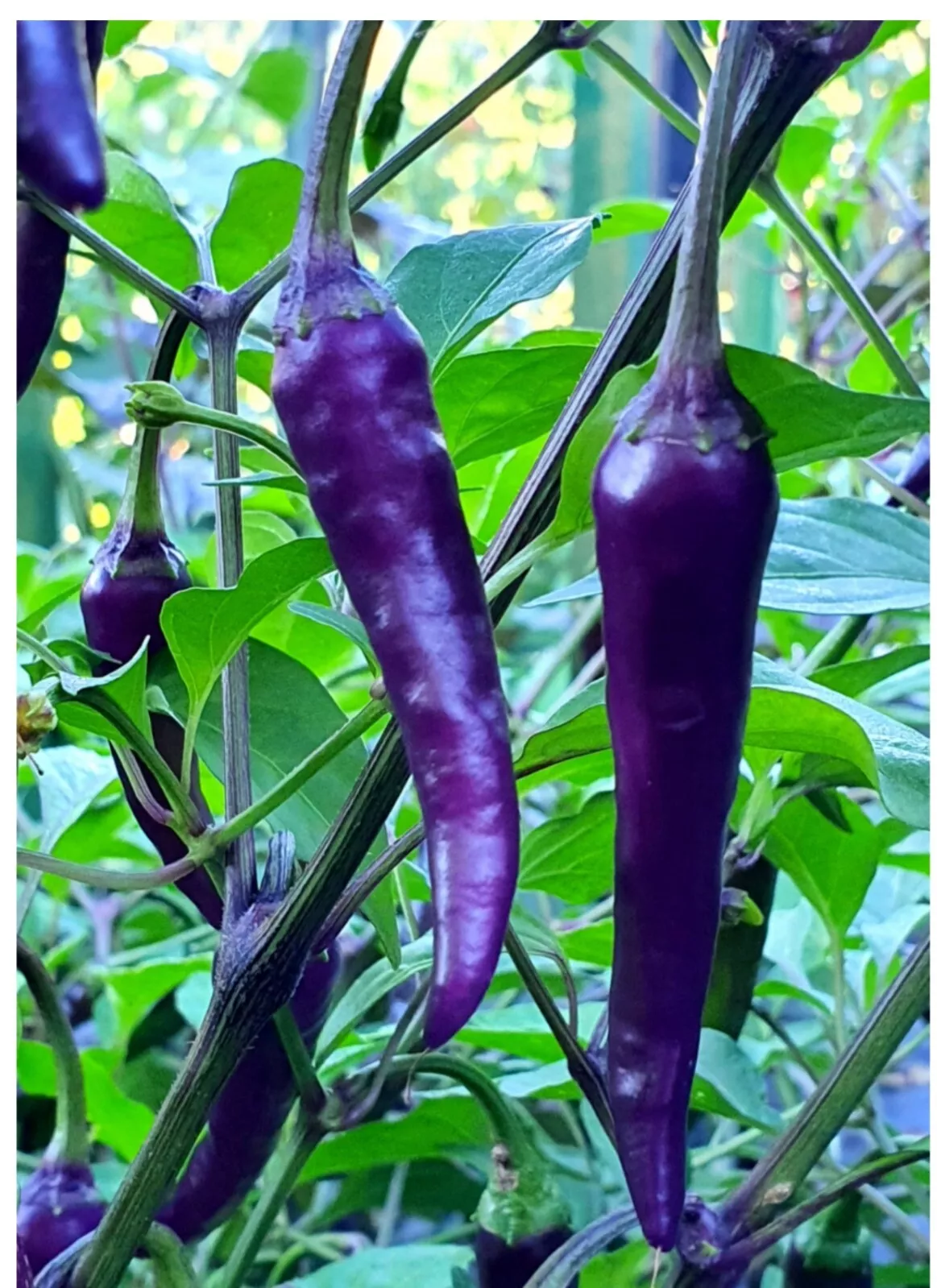 AW 40 Seeds Purple Cayenne Pepper Non Gmo Organic Easy to Grow - €8,47 EUR