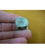 F328-12) 1&quot; fossil Shark vertebrae bone disk bony segment vert vertebrat... - £6.75 GBP