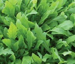 500 Seeds Arugula Rocket Roquette Quick Plant Heirloom Seeds Fast Garden Upgrade - £6.64 GBP