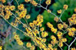 VP 25 American Witch Hazel Hamamelis Virginiana Alder Shrub Tree Yellow Flower S - £3.54 GBP